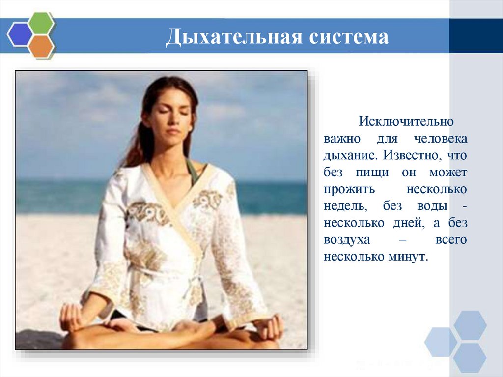 Дыхательная система