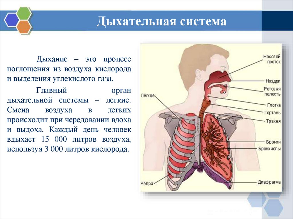 Дыхательная система