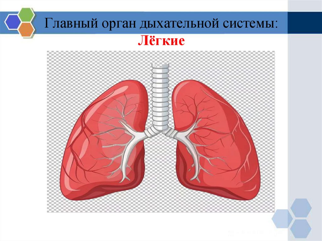 Главный орган дыхательной системы: Лёгкие