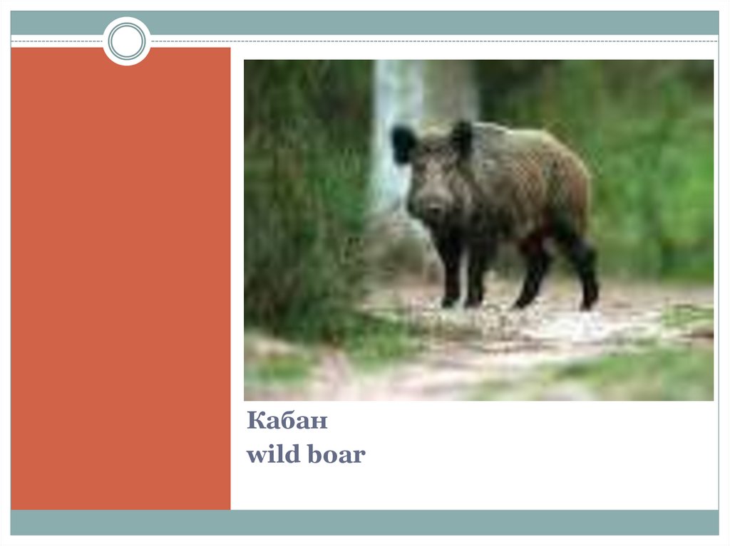 Кабан