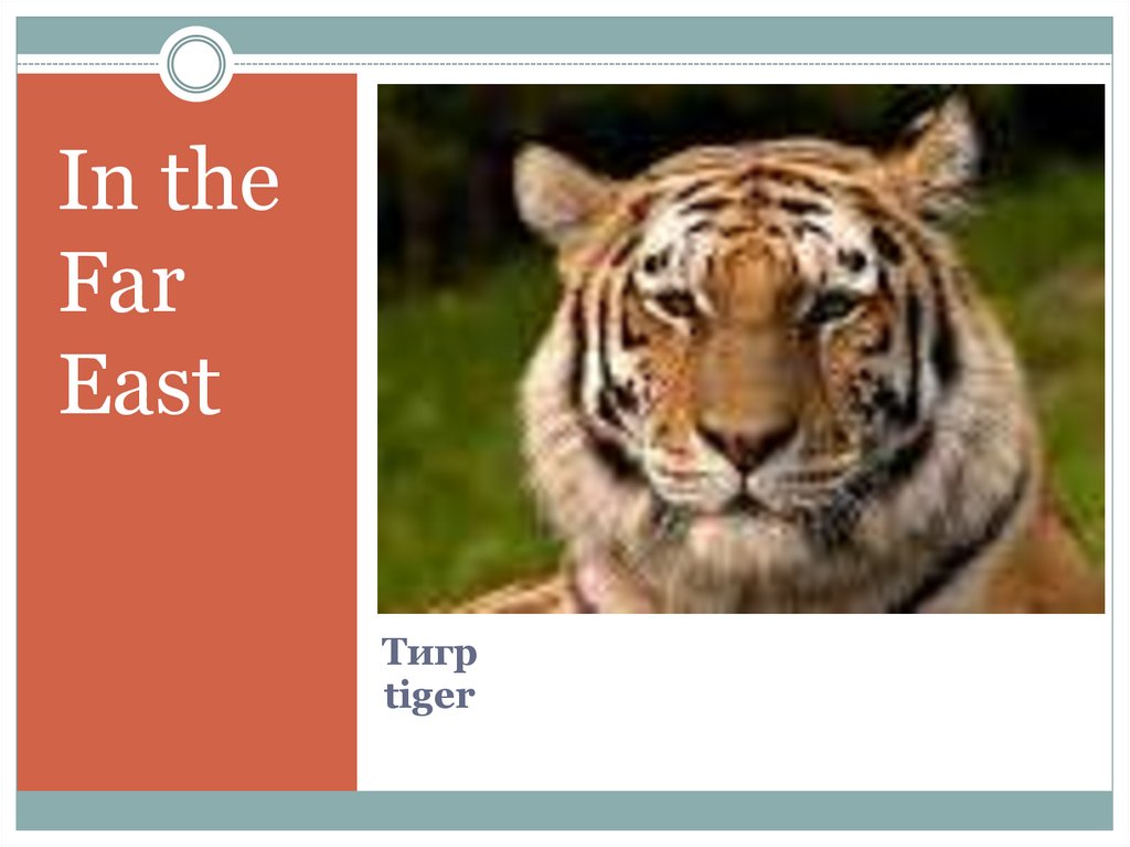 Тигр