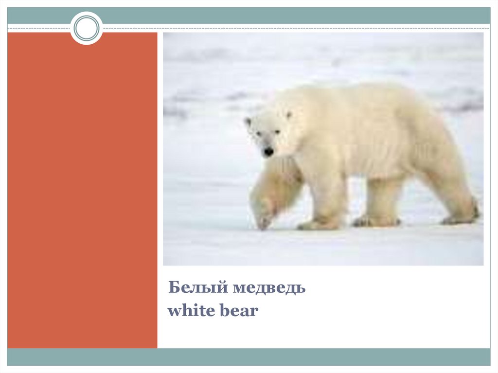 Белый медведь