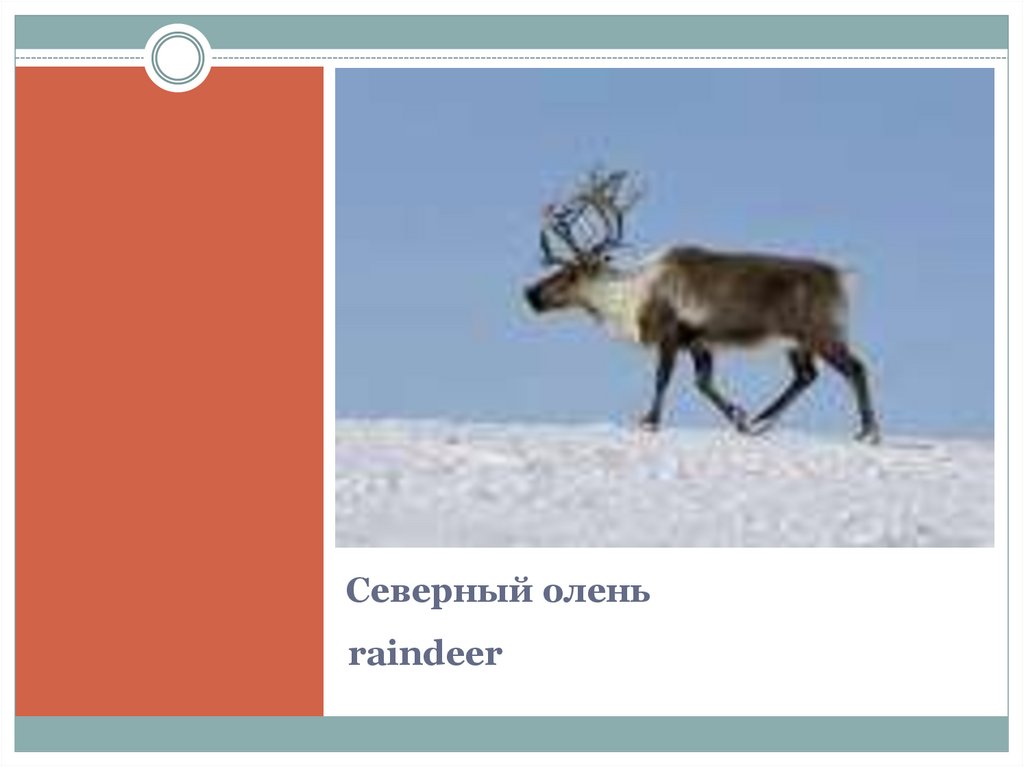 Северный олень