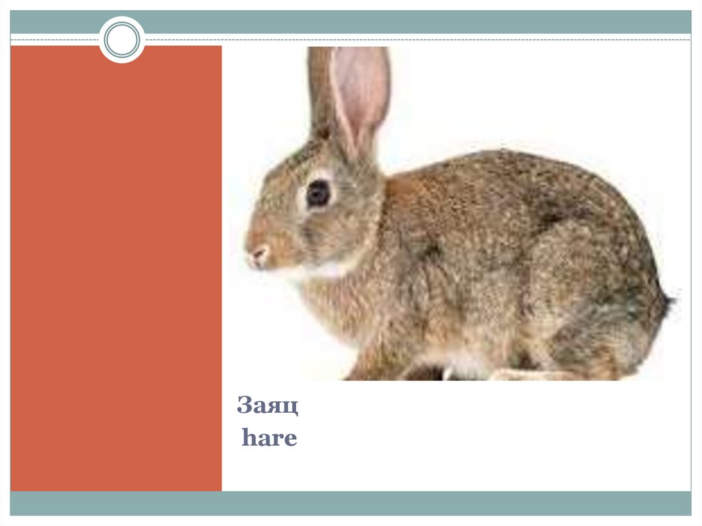Заяц