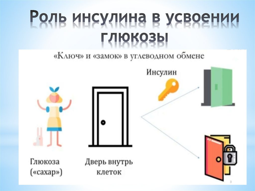Роль инсулина в усвоении глюкозы