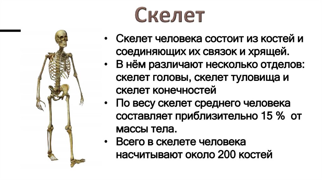 Скелет