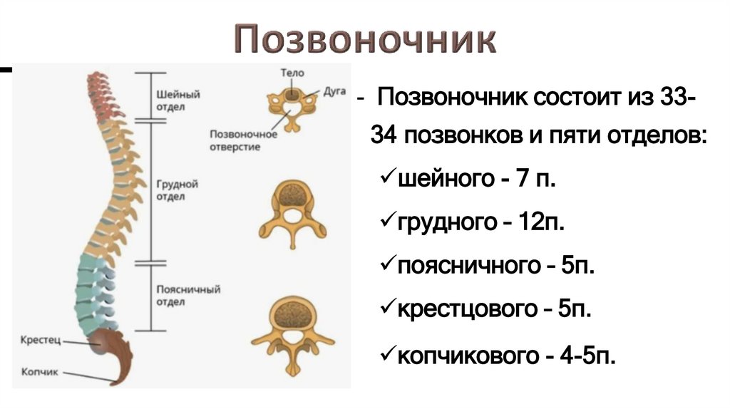 Позвоночник