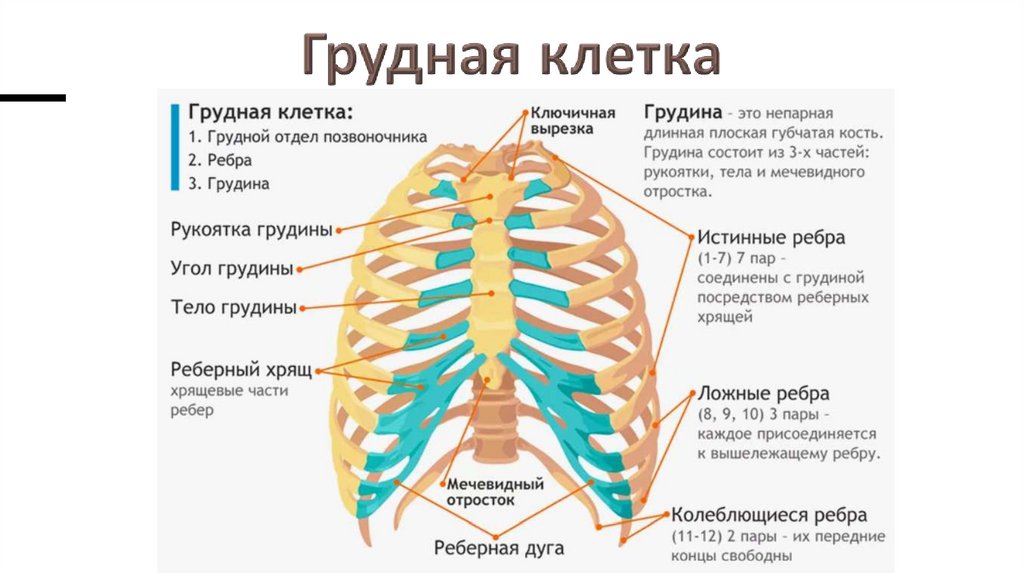 Грудная клетка