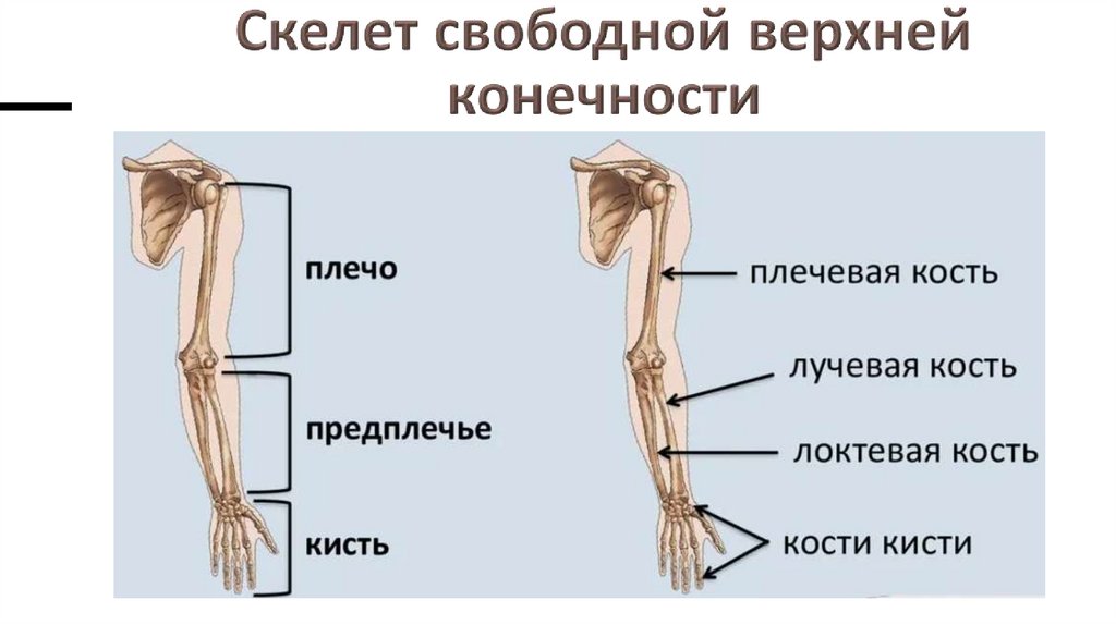 Скелет свободной верхней конечности
