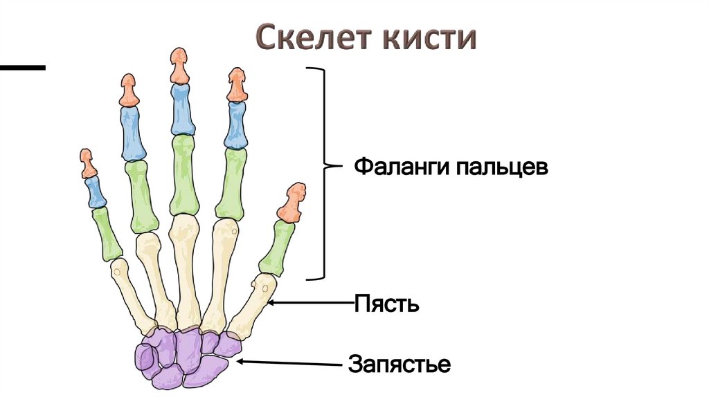 Скелет кисти