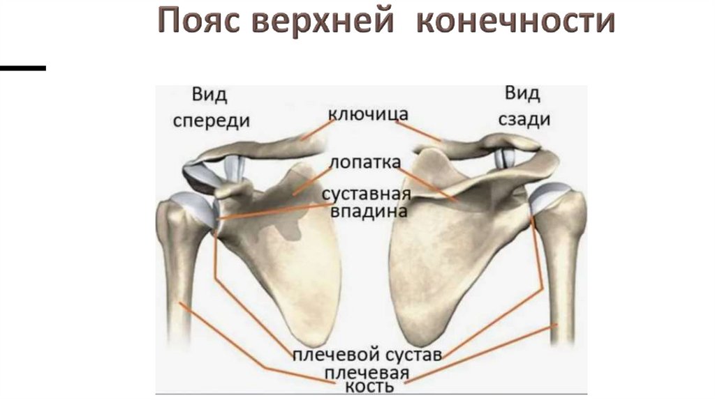 Пояс верхней конечности