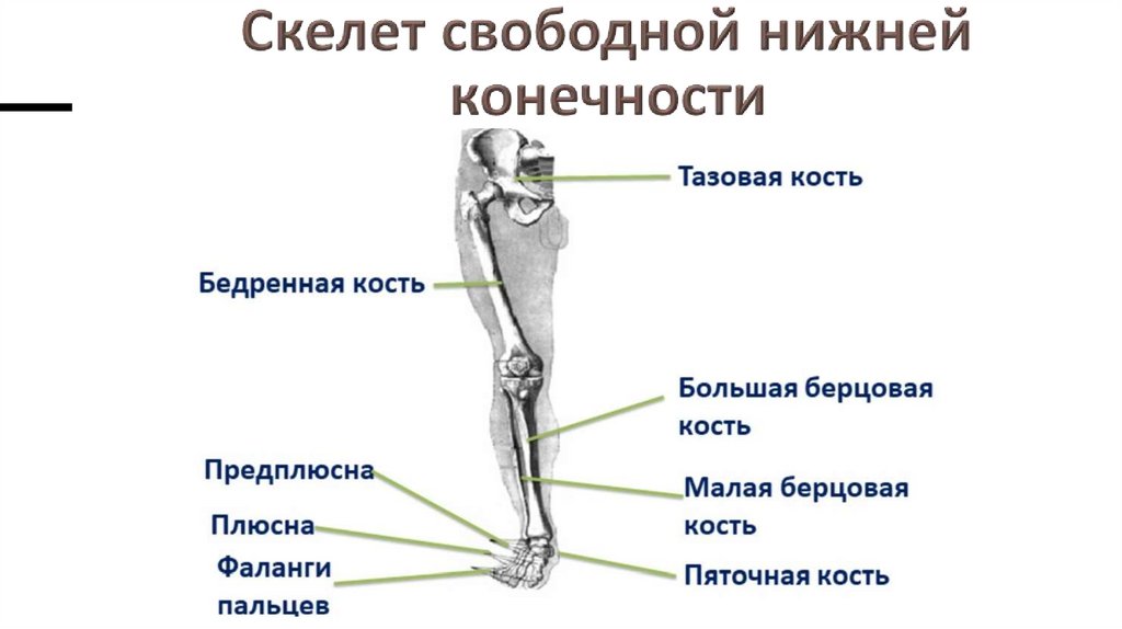 Скелет свободной нижней конечности