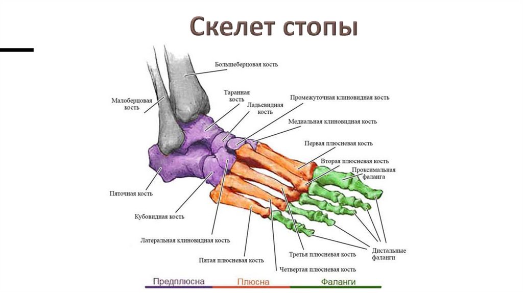 Скелет стопы