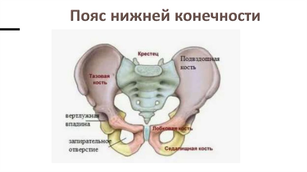 Пояс нижней конечности