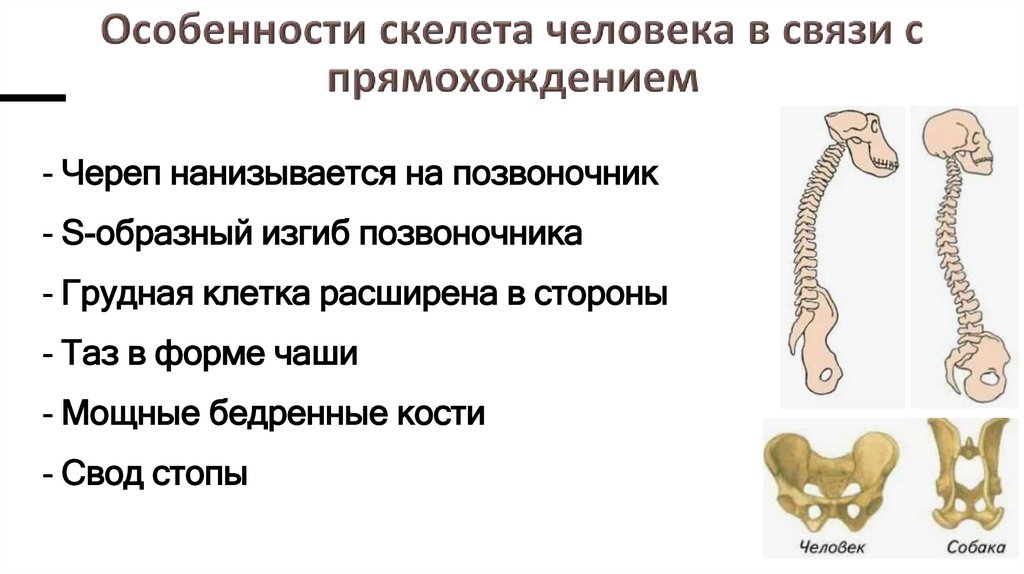 Особенности скелета человека в связи с прямохождением