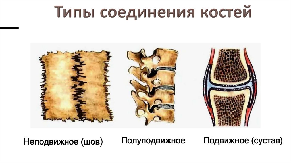 Типы соединения костей