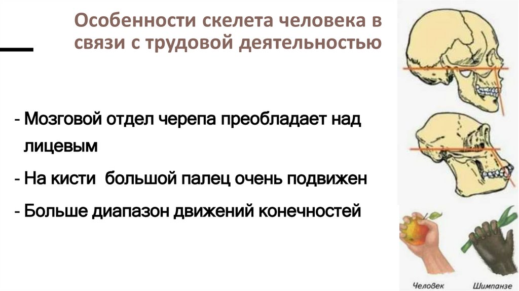 Особенности скелета человека в связи с трудовой деятельностью
