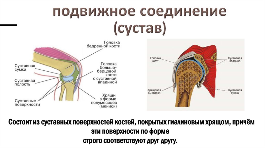 подвижное соединение (сустав)