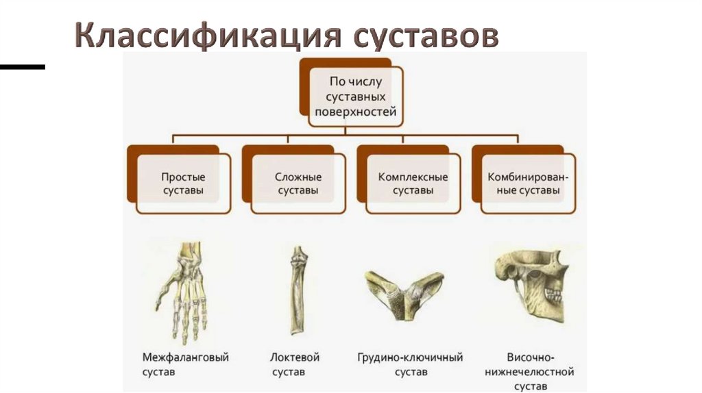 Классификация суставов