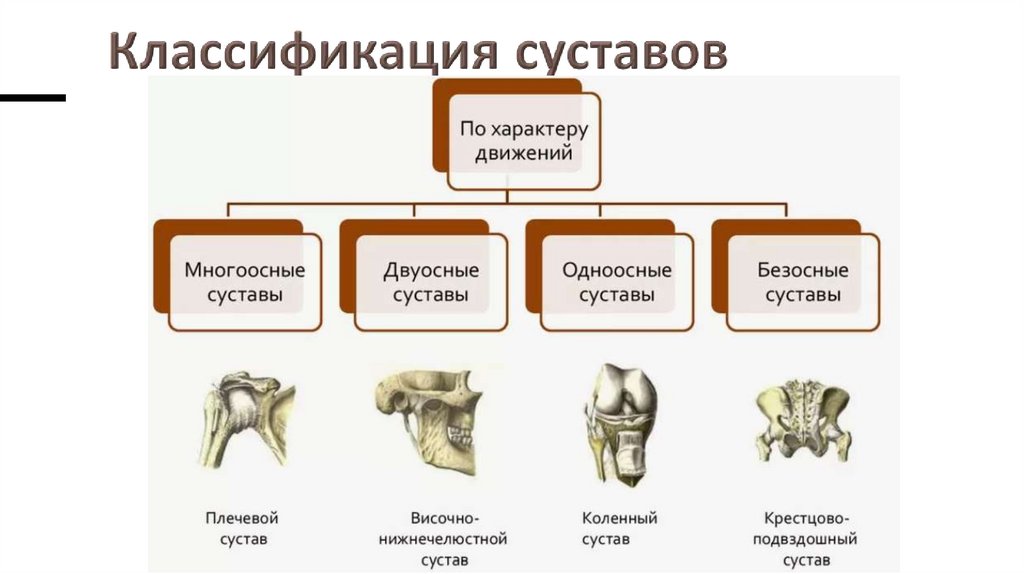 Классификация суставов