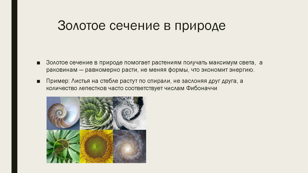 Золотое сечение в природе