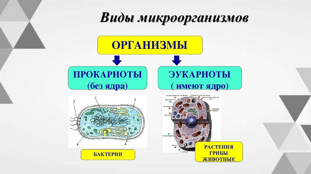 Виды микроорганизмов
