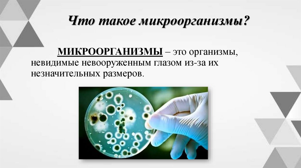 Что такое микроорганизмы?