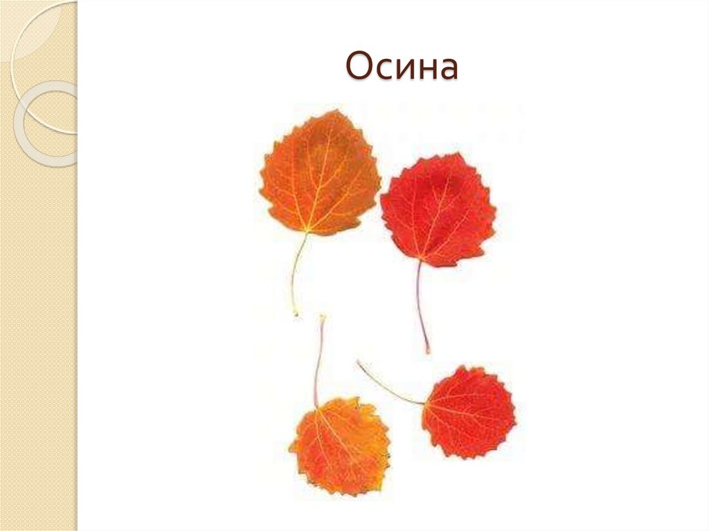 Осина