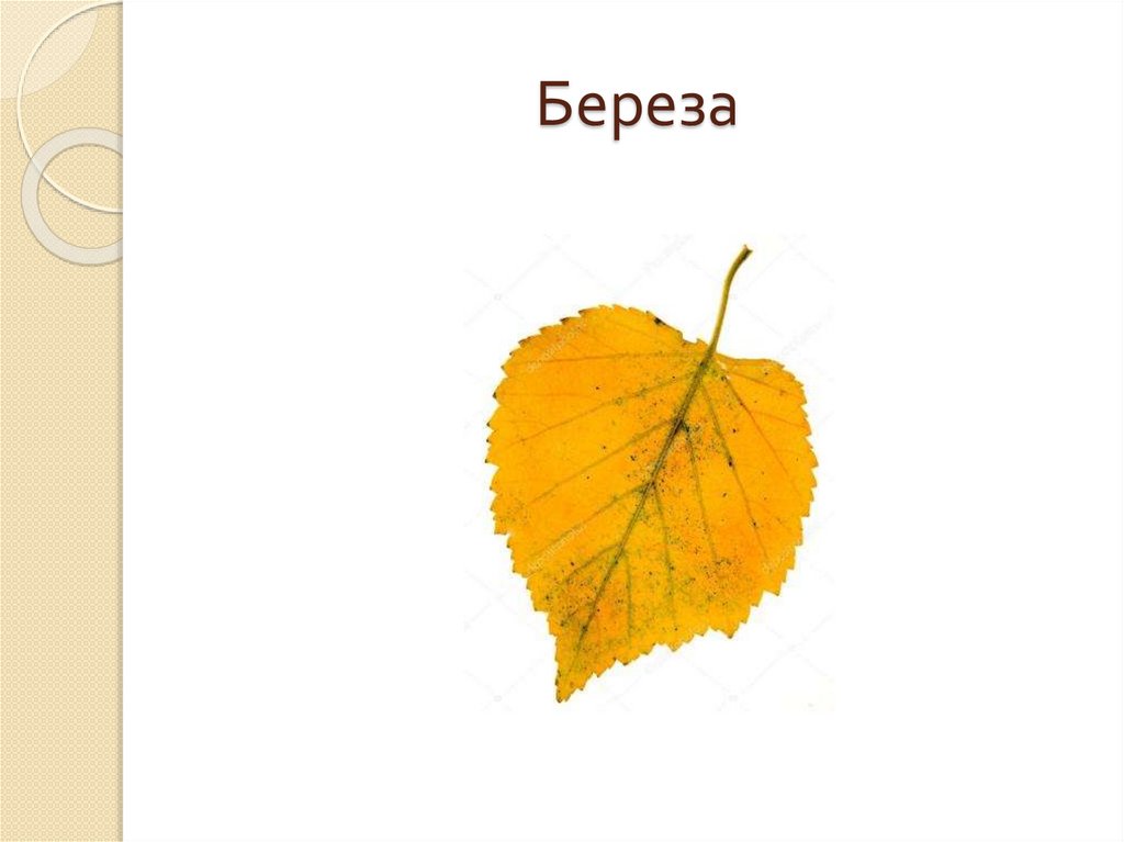 Береза