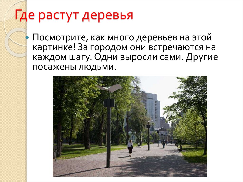 Где растут деревья