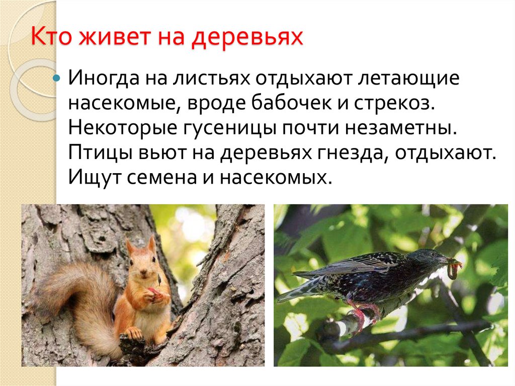 Кто живет на деревьях