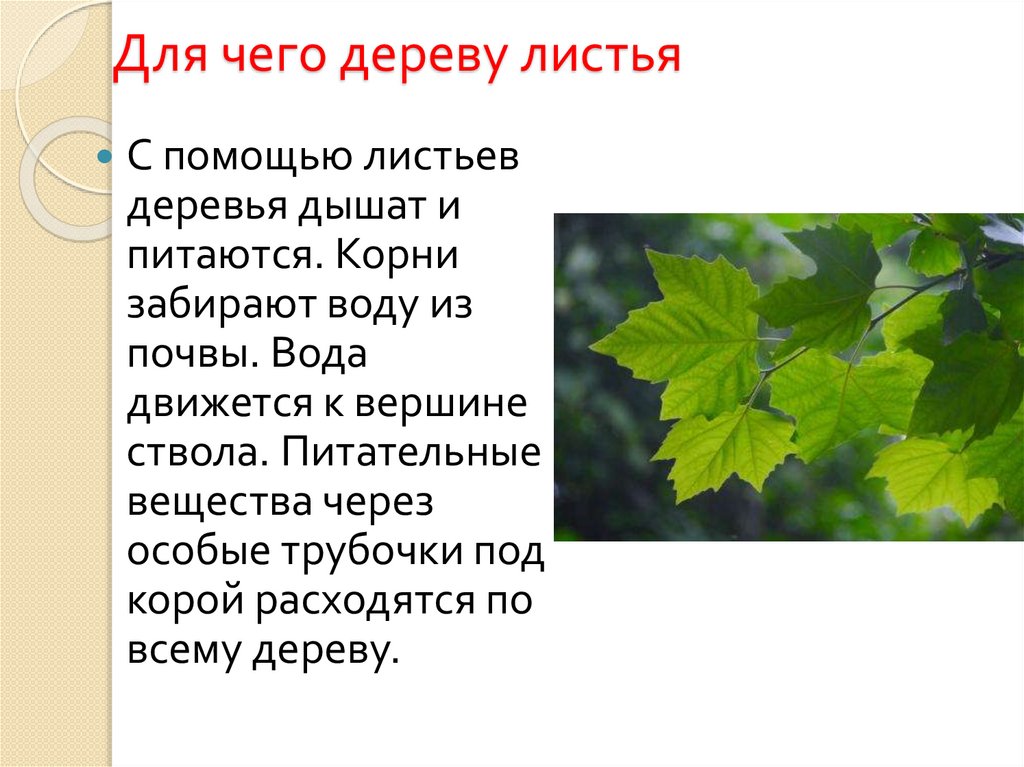 Для чего дереву листья