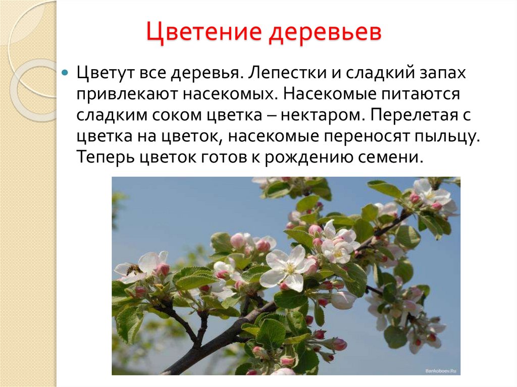 Цветение деревьев
