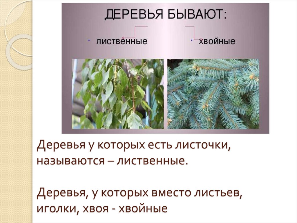 Деревья у которых есть листочки, называются – лиственные. Деревья, у которых вместо листьев, иголки, хвоя - хвойные