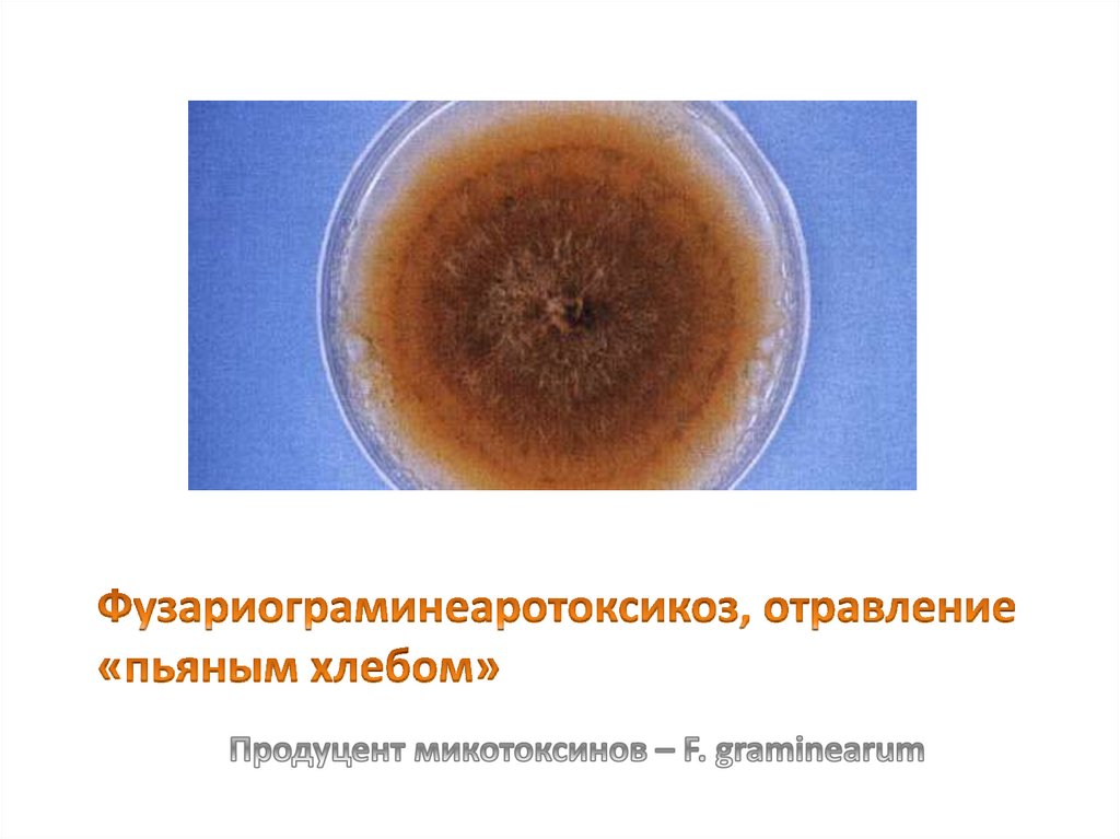 Фузариограминеаротоксикоз, отравление «пьяным хлебом»