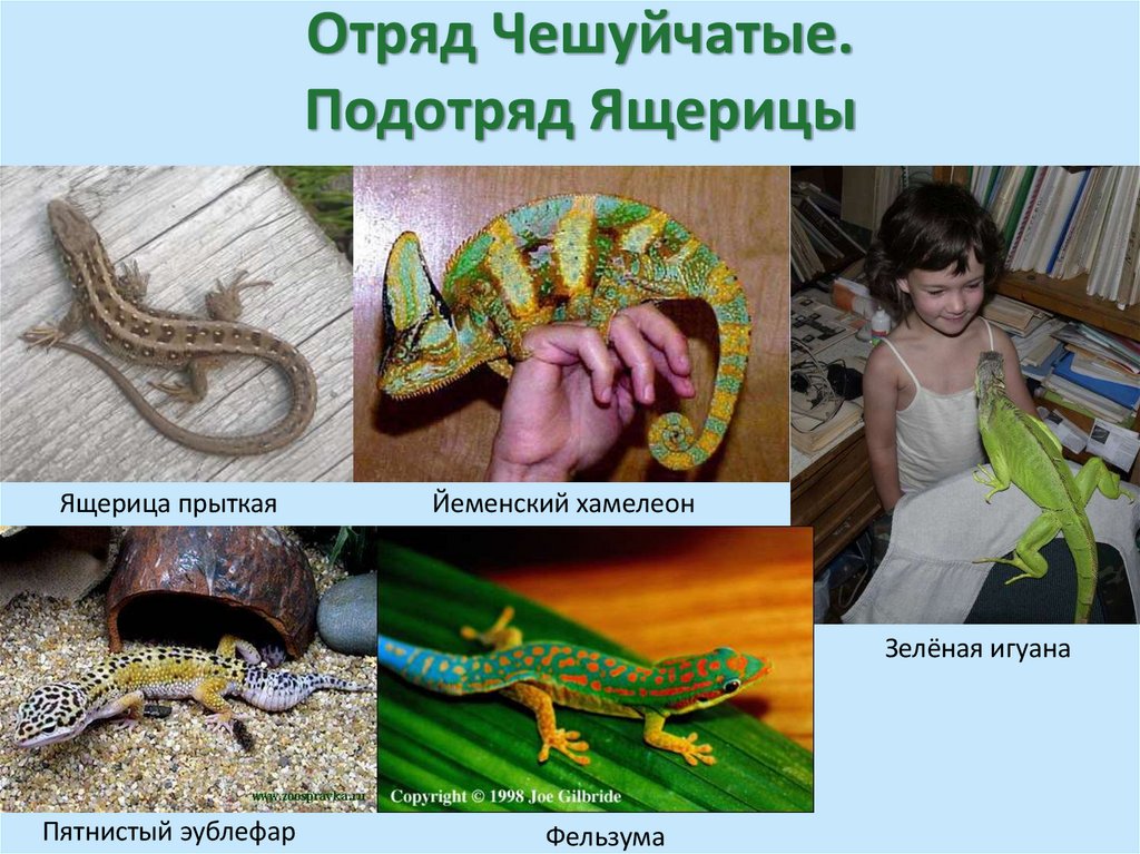 Отряд Чешуйчатые. Подотряд Ящерицы