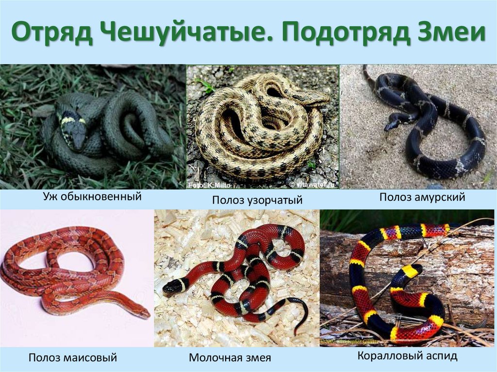 Отряд Чешуйчатые. Подотряд Змеи