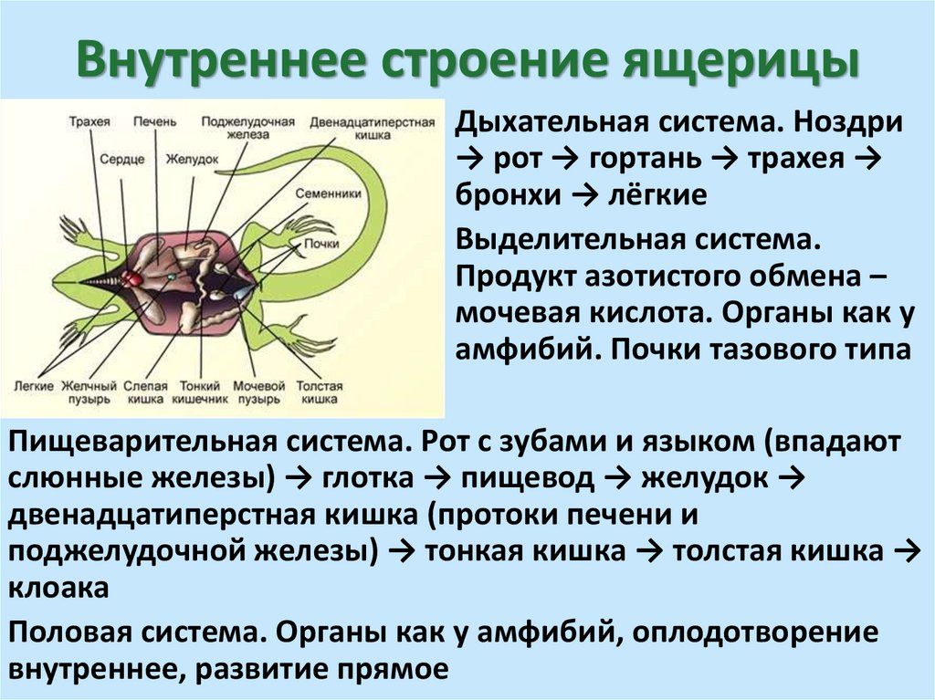 Внутреннее строение ящерицы