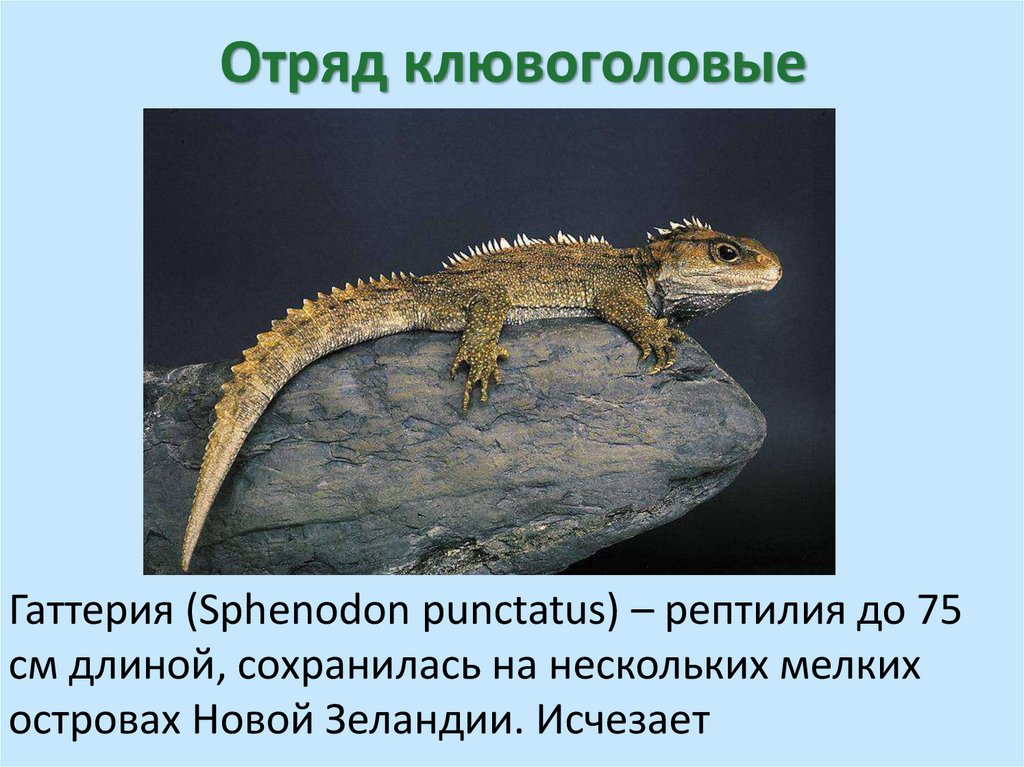 Отряд клювоголовые