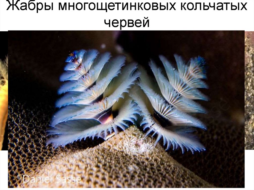 Жабры многощетинковых кольчатых червей