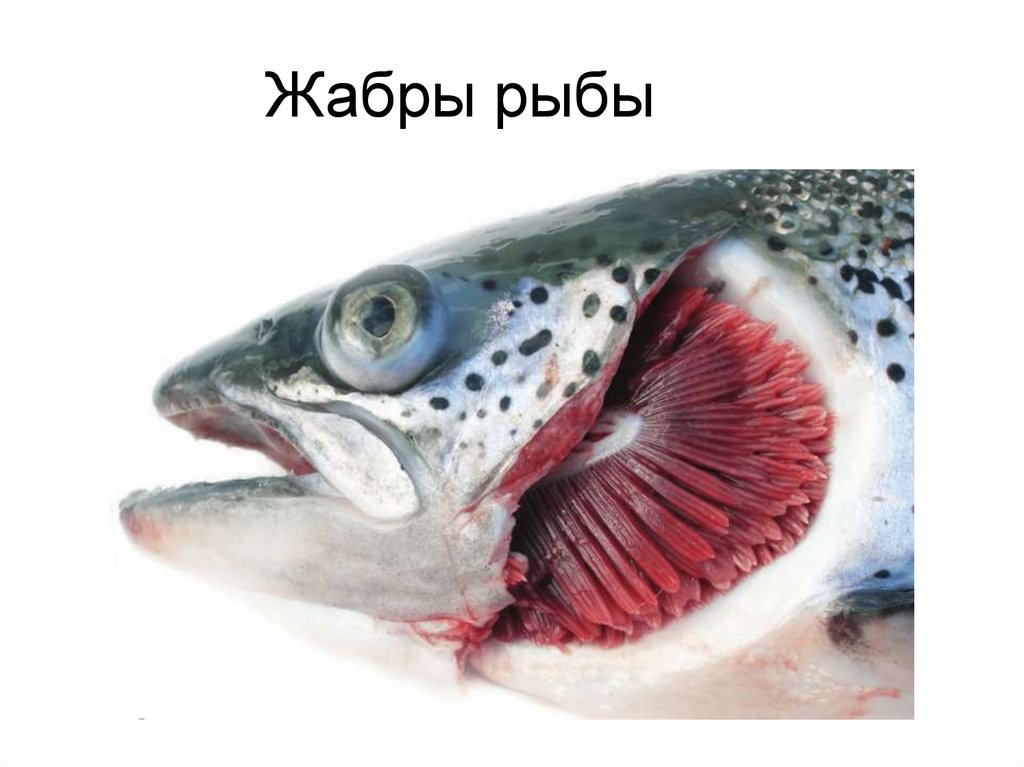 Жабры рыбы