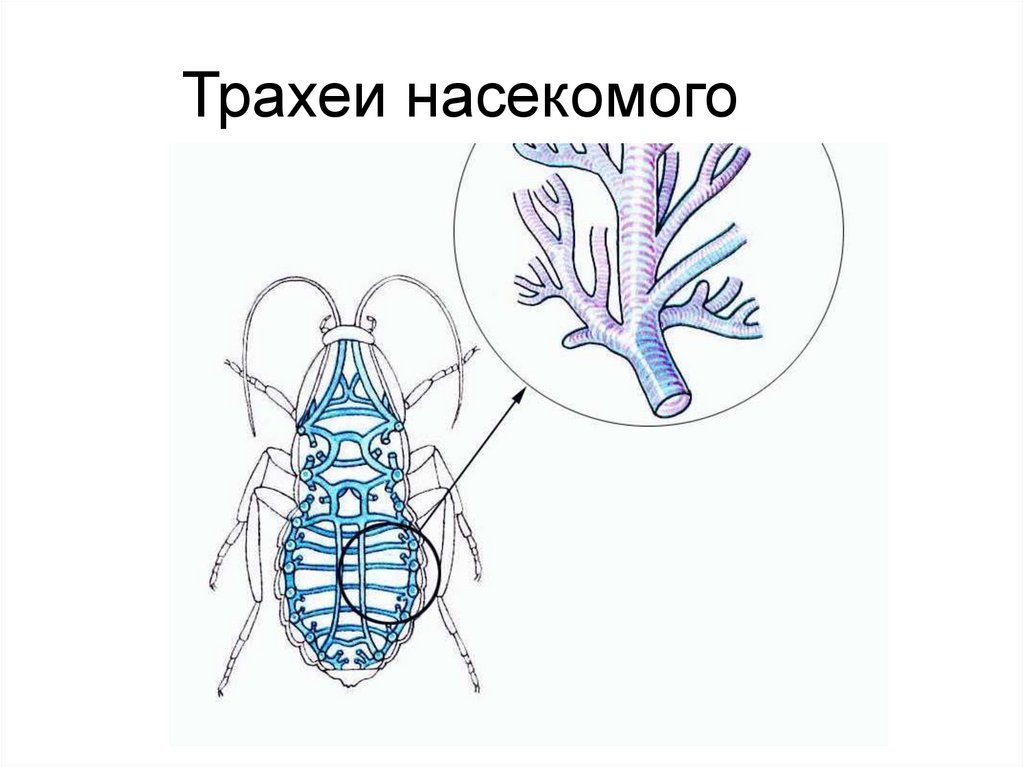 Трахеи насекомого