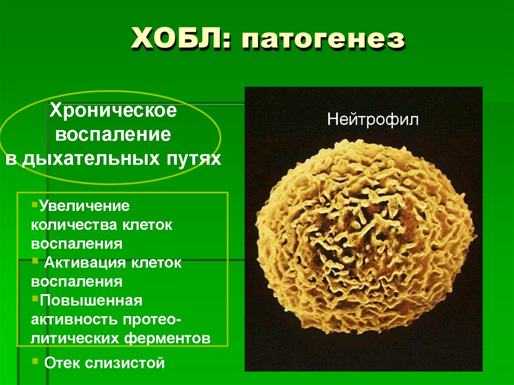ХОБЛ: патогенез