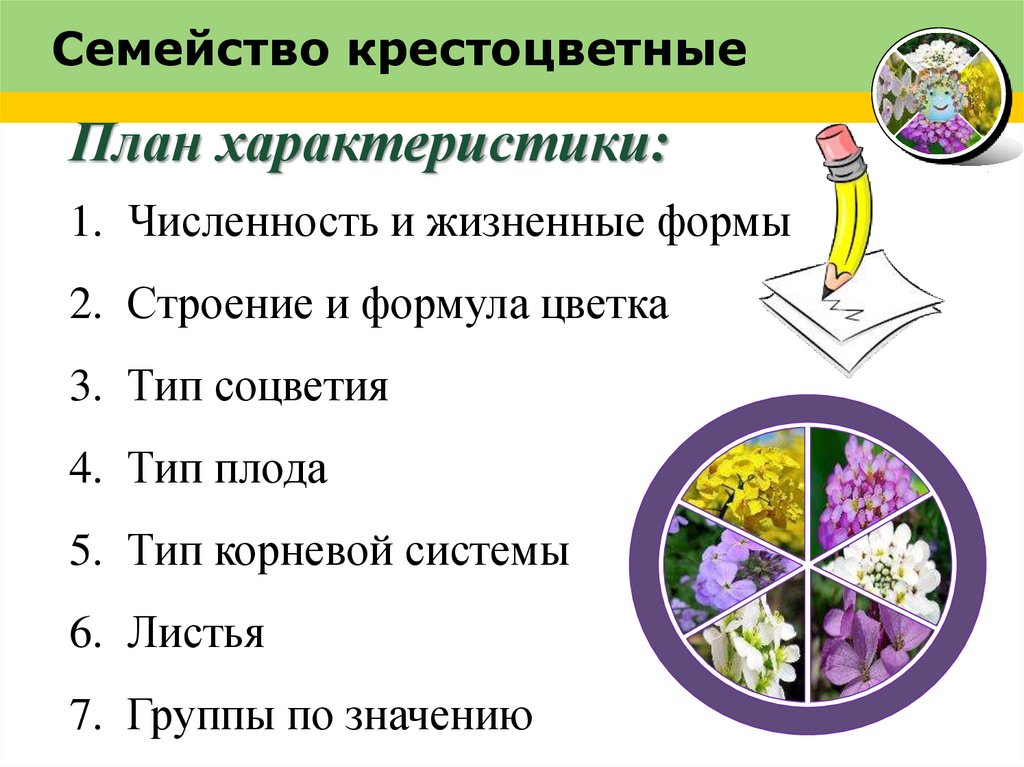 Семейство крестоцветные