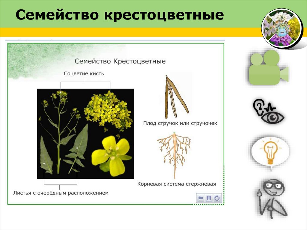 Семейство крестоцветные