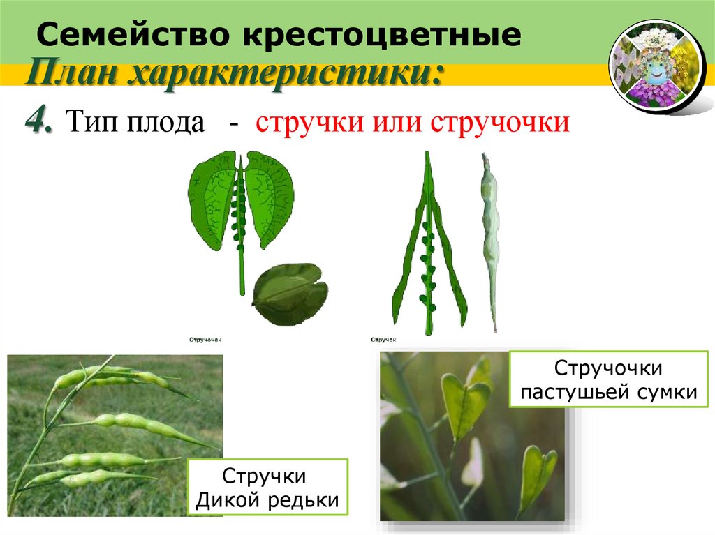 Семейство крестоцветные