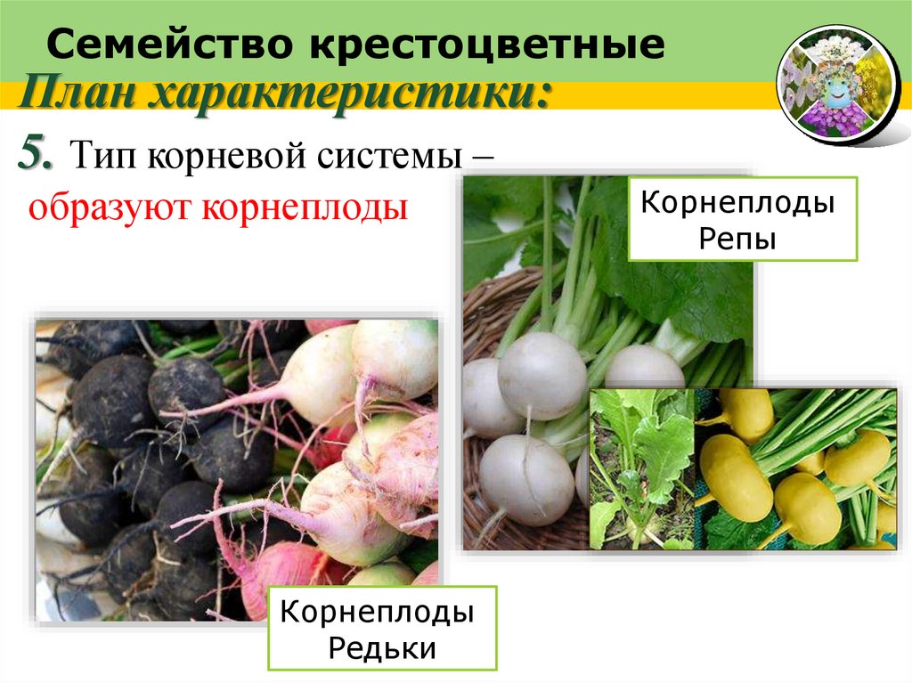 Семейство крестоцветные