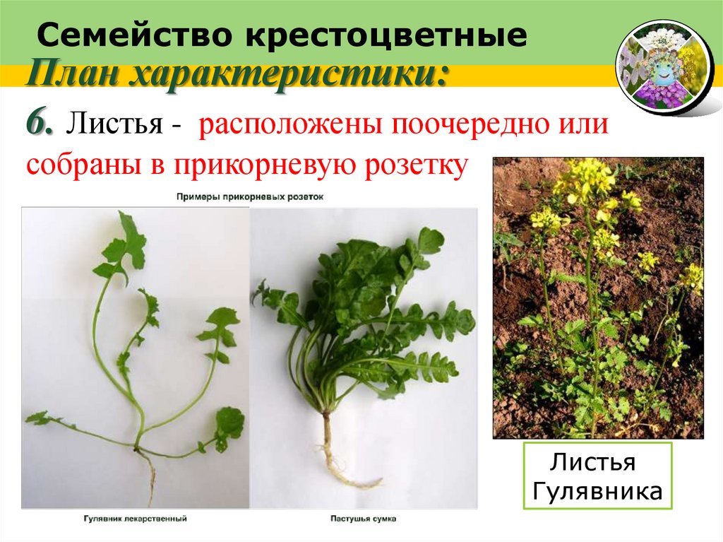 Семейство крестоцветные