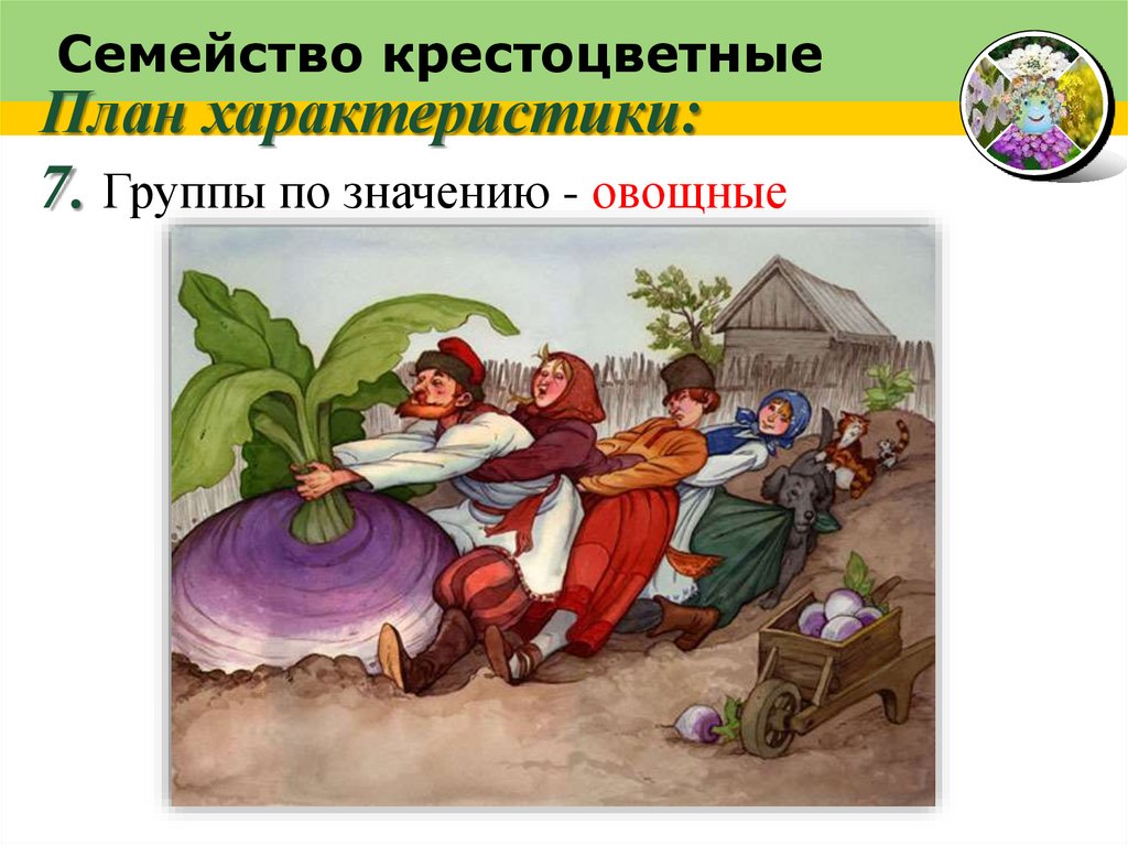 Семейство крестоцветные