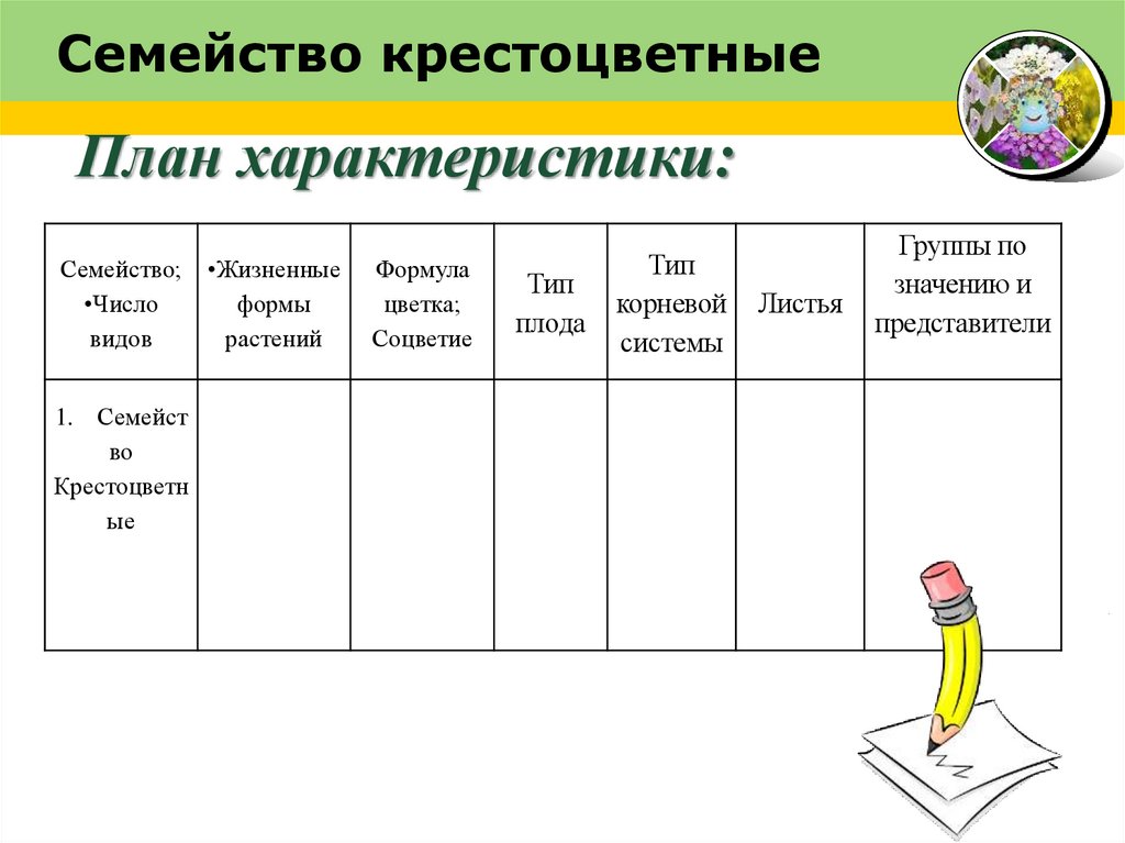 Семейство крестоцветные